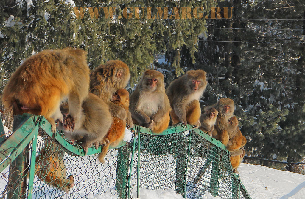 Пушистые обезьяны в снегу добавляют экзотики в Гульмарге